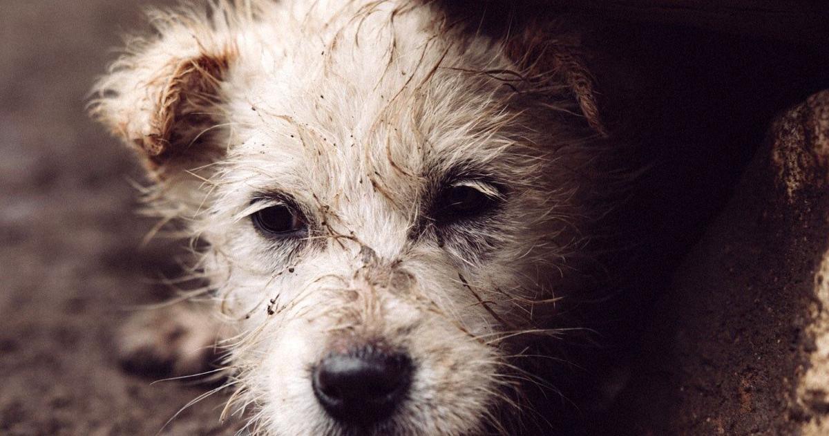 Pet wellness clinic to provide free vet services for needy pets on Saturday