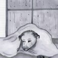 Wellness checks or glances? How Eckerd keeps pets protected