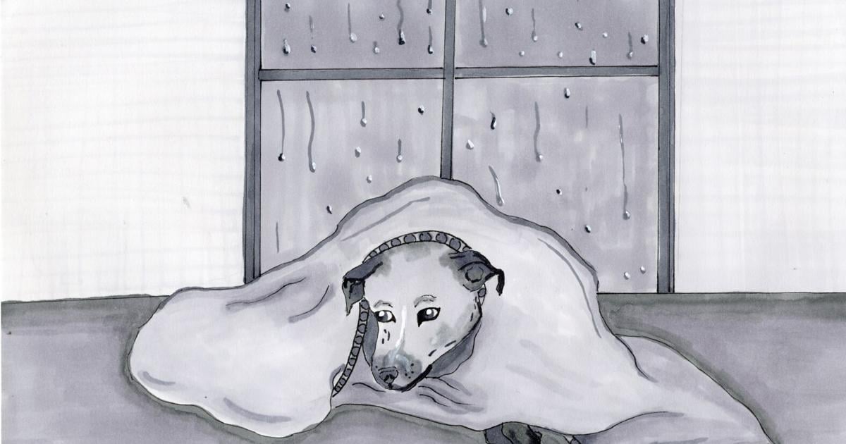 Wellness checks or glances? How Eckerd keeps pets protected