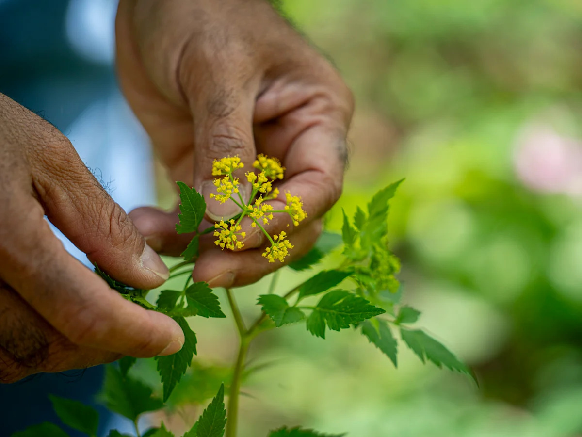 Every spring, 13M wildflowers give this preserve a jolt of natural beauty