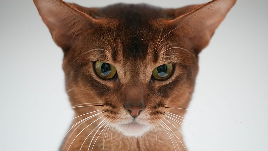 Cats in costumes and beauty contests draw crowds at expo