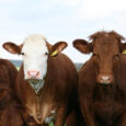 Boris Johnson's plan to solve cost of living crisis is bold new initiative called 'Herd Immunity'