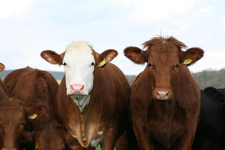 Boris Johnson's plan to solve cost of living crisis is bold new initiative called 'Herd Immunity'