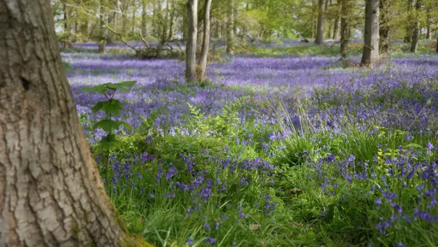 A field of bluebells underneath some trees with sunlight coming through the trees' leaves. 