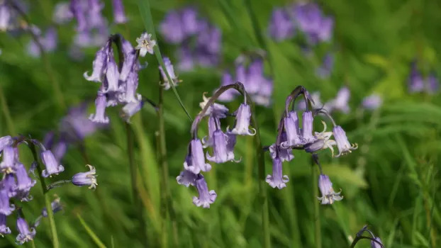 A close-up of bluebells, with the trumpet-shaped petals on display.