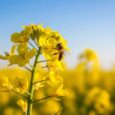 Loss of Pollinators Threatens Crop Yields and Human Nutrition Worldwide
