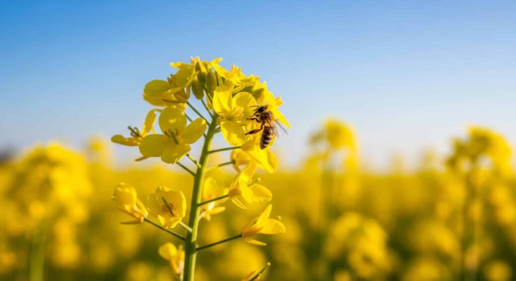 Loss of Pollinators Threatens Crop Yields and Human Nutrition Worldwide