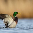 One Bergen Health Hosting ‘Duck Duck Doc’ Family Health and Wellness Festival in Ridgewood