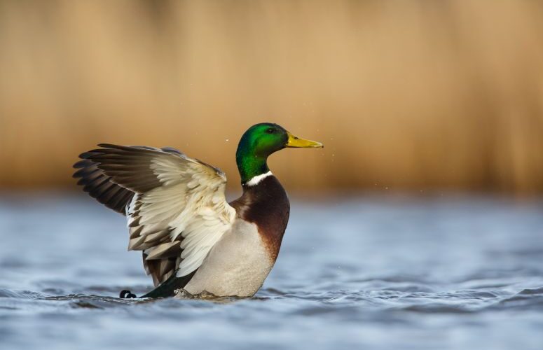 duck