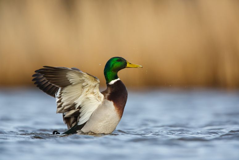 One Bergen Health Hosting ‘Duck Duck Doc’ Family Health and Wellness Festival in Ridgewood