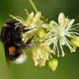 Losing Wild Pollinators Strips Crucial Vitamins From the Diets of Vulnerable Communities