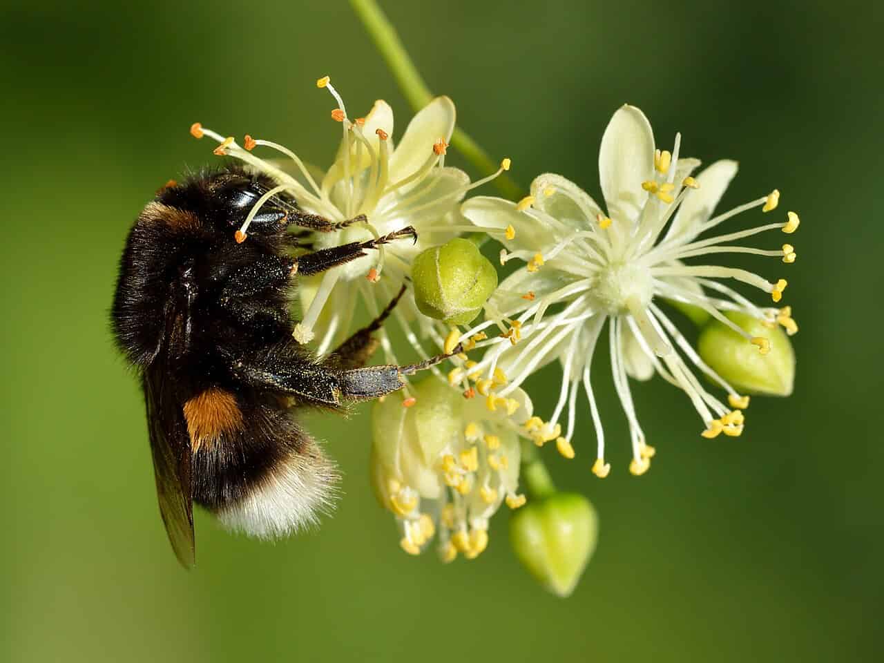 Losing Wild Pollinators Strips Crucial Vitamins From the Diets of Vulnerable Communities