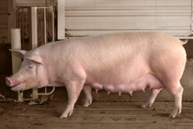 Heat stress is a complex, multifactorial challenge that impacts sow health, welfare, fertility, and overall farm performance. Addressing it effectively requires more than a single intervention. Photo: Cargill Animal Nutrition & Health
