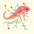Chronic Stress Causes Oligoasthenozoospermia via Gut-Vitamin Axis