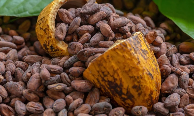Cocoa-Based Wellness Ingredient : Cocoamind ingredient