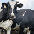 Current vaccination strategy has a 95% chance of failure - FMD Response SA