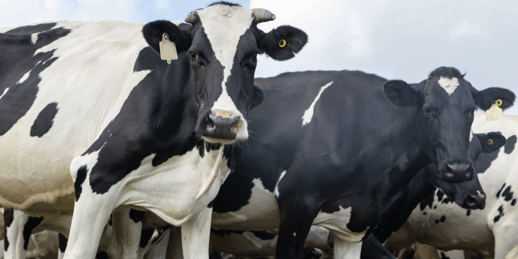 Current vaccination strategy has a 95% chance of failure - FMD Response SA
