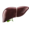 Immune cell discovery reveals new pathway for hepatitis B treatment