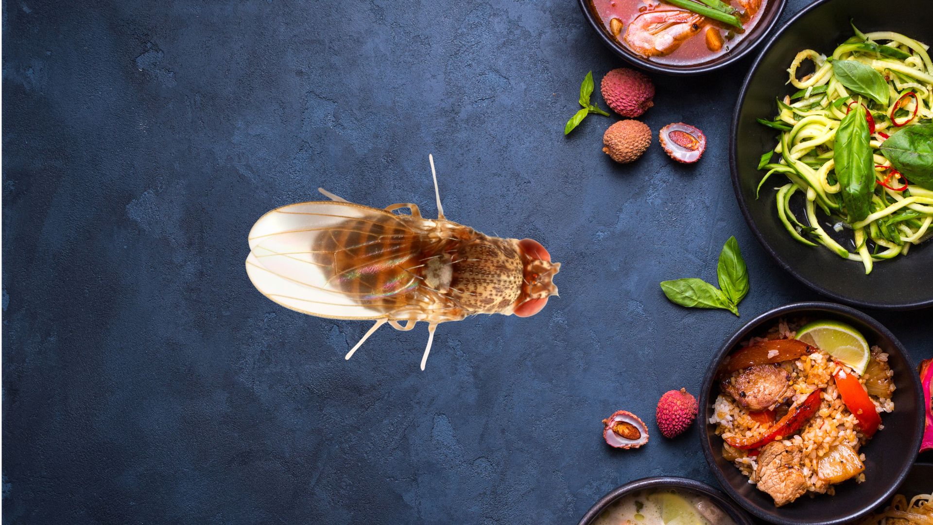 A low-carb diet can help fruit flies fight off diseases in a warming climate, shows new study