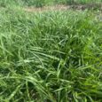 The Overlooked Role of Vitamin E in Equine Neuromuscular Health