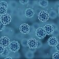 Cornell study finds dead bacteria may shape how immune systems fight infection