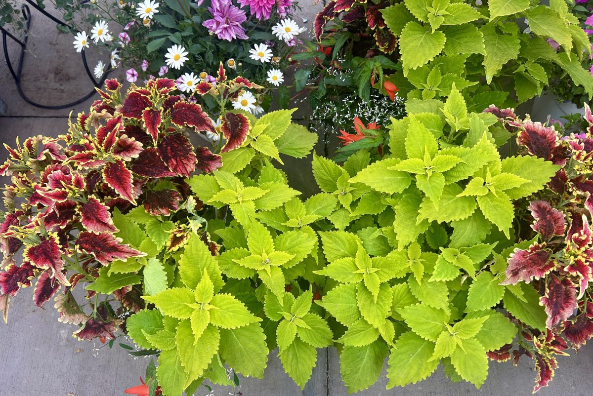 Wellness plants take root ahead of Mother’s Day, offering gifts that last beyond the holiday – The Troy Times Tribune