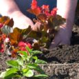 Volunteers Bring Beauty to Maple Grove Roadways