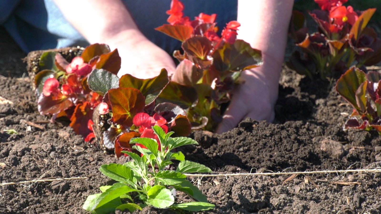 Volunteers Bring Beauty to Maple Grove Roadways