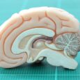 Sickness behavior may be a coordinated whole organism immune strategy