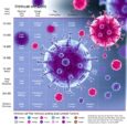New Study Charts Immune Cells That Combat Tumors and Those That Support
