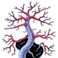 Noncanonical Sulfur Metabolism, Immunity Altered in Down Syndrome — Technology and Engineering