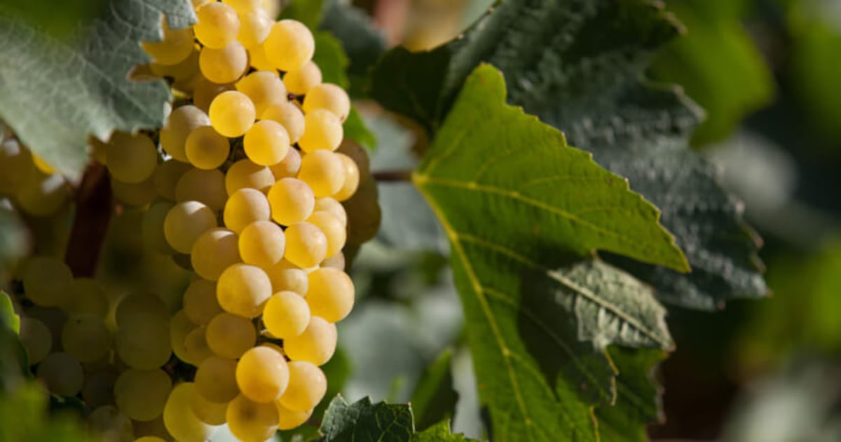 Cardiovascular health improves with Chardonnay marc supplementation