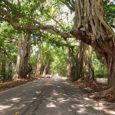 Storybook beauty of popular tree tunnels in Martin County