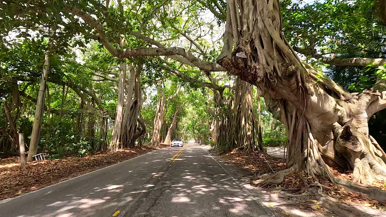 Storybook beauty of popular tree tunnels in Martin County