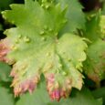 Plants control their immune system with a self-destruct switch