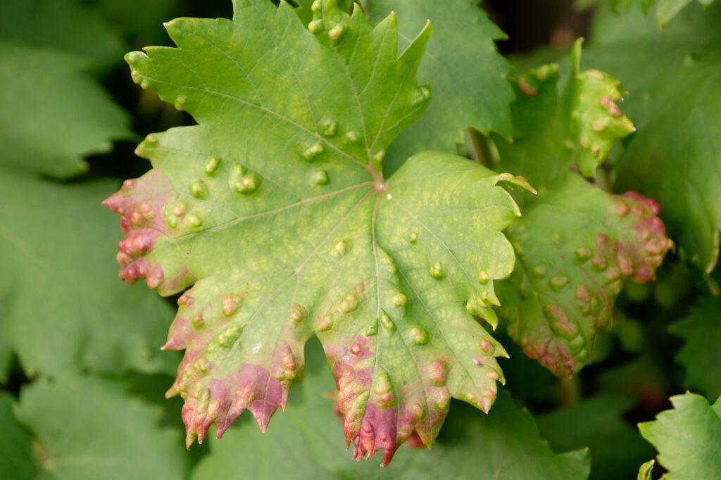 Plants control their immune system with a self-destruct switch