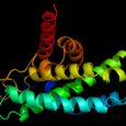 Scientists discover immune cell control switch to destroy fungal infections