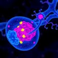 Tetrameric STAT5 Drives Immune Niche for Stem Repair