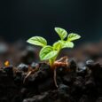 Transition Metals Boost Arabidopsis Root Immunity via NLR — Biology