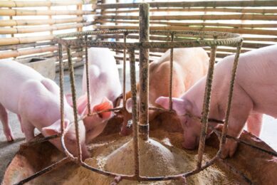 While soybean meal is widely recognised as a high-quality protein source, its value extends beyond protein. Photo: USSEC