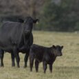 Improve reproductive outcomes with trace mineral nutrition – AgriNews
