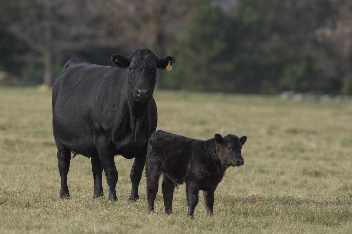 Improve reproductive outcomes with trace mineral nutrition – AgriNews