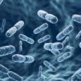 Study finds L. plantarum K014 probiotic safe for long-term daily use