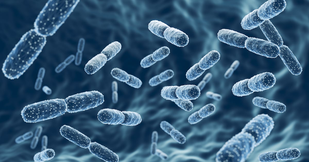 Study finds L. plantarum K014 probiotic safe for long-term daily use