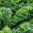 You Might Be Cooking Away Half Of Kale’s Health Benefits