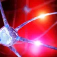 Scientists find hidden brain nutrient deficit that may fuel anxiety