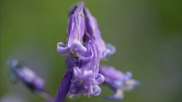 A close-up of a bluebell flower.