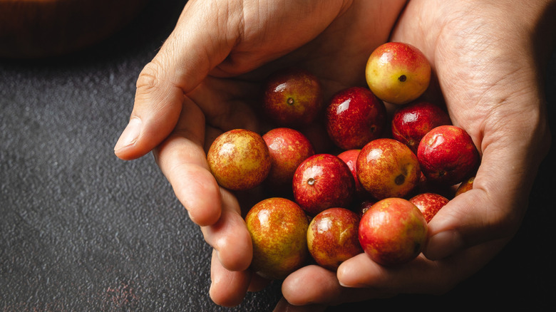 Person's hands holding camu camu berries