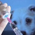 Cebu City rabies vaccine stock falls below herd immunity target