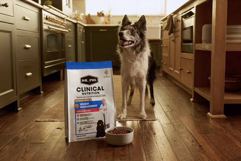 Clinical Nutrition Dog Food : Clinical Nutrition Dog Food